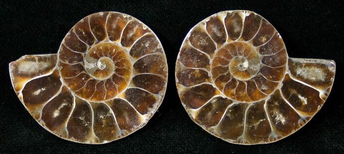 Small Desmoceras Ammonite Pair - #15062
